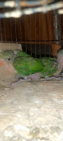 Ringneck kaa. Baby. sale