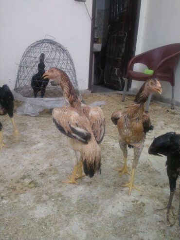 Aseel shamo/ Black shamo / Lakha shamo