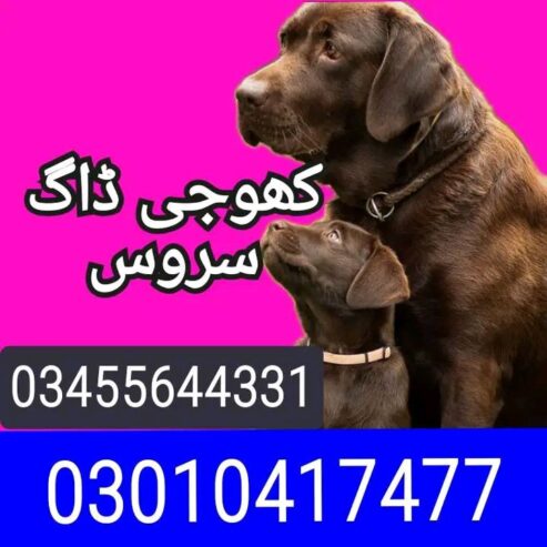 Sindh army dog center 03010417477