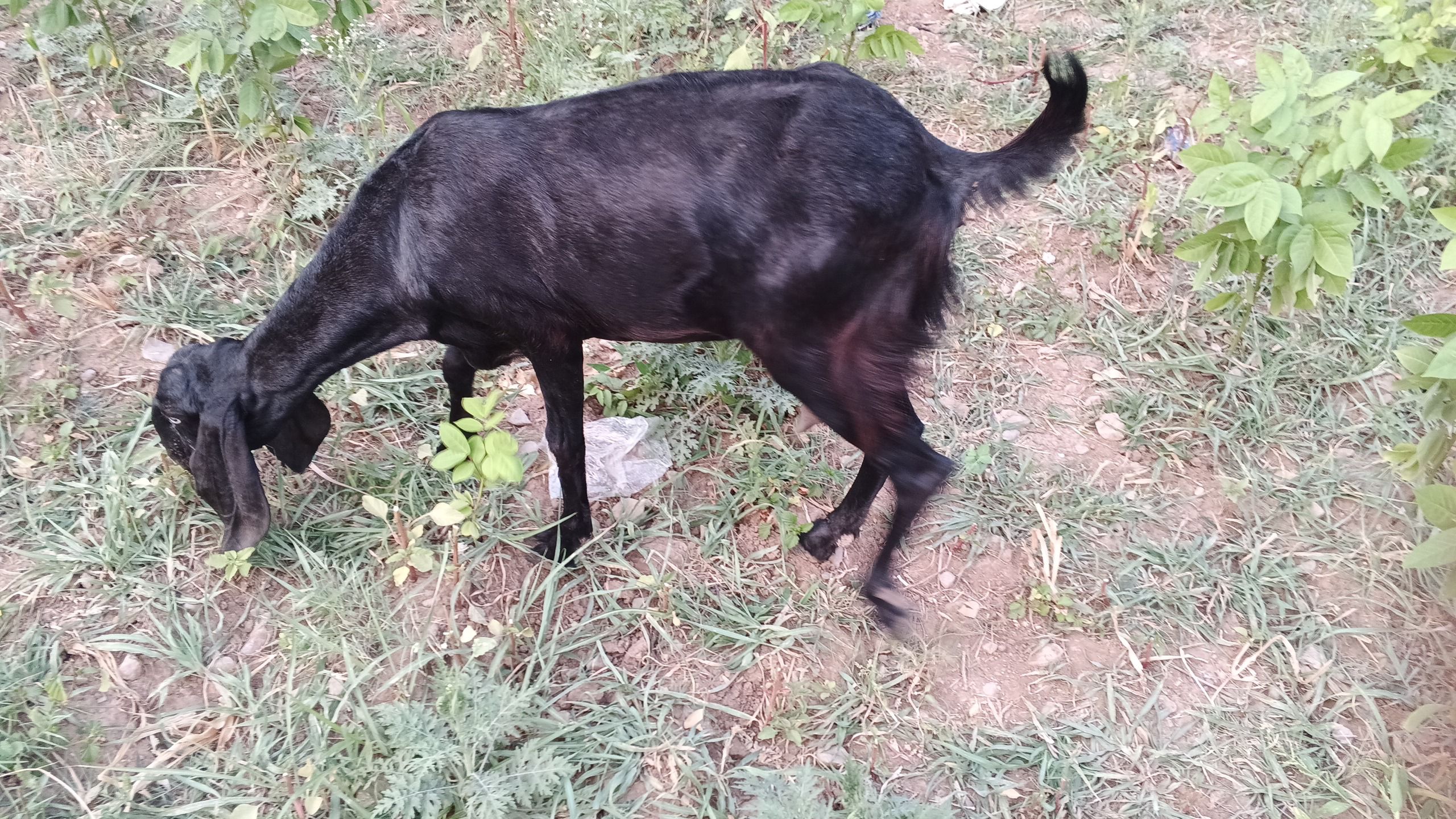 Goat for sale white and black