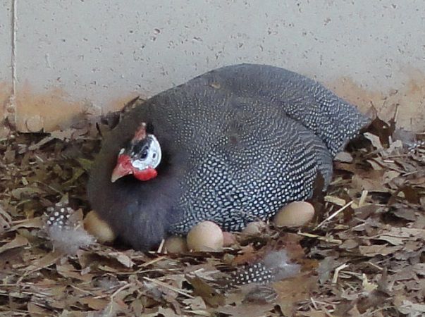 guinea fowl for sale in Hyderabad Pakistan