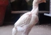 White O shamo aseel chicks
