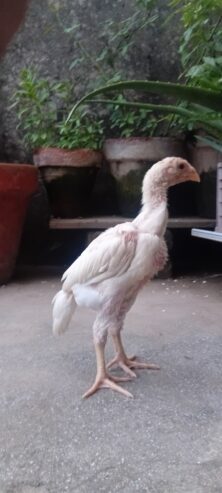 White O shamo aseel chicks