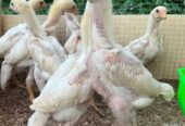 White O shamo aseel chicks