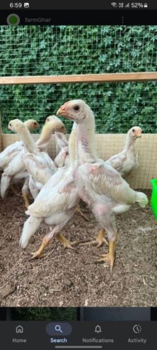White O shamo aseel chicks