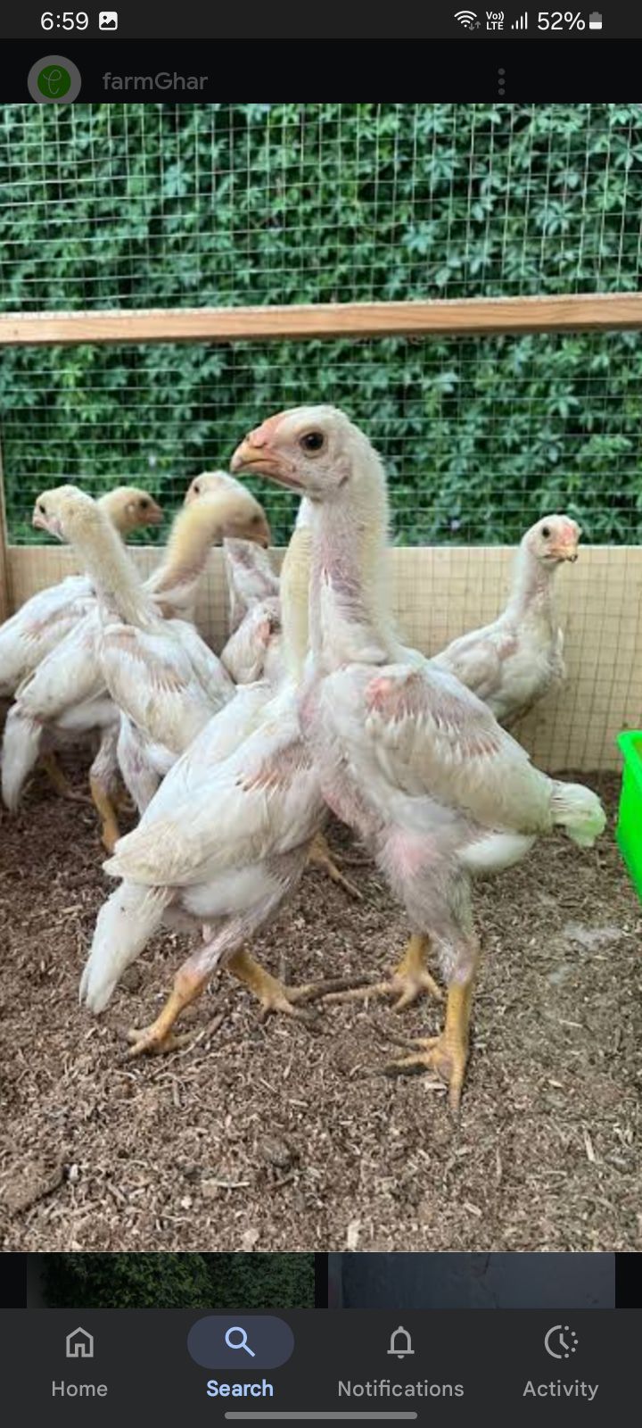 White O shamo aseel chicks
