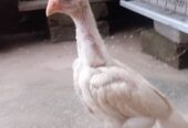 White O shamo aseel chicks