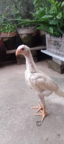 White O shamo aseel chicks
