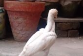 White O shamo aseel chicks