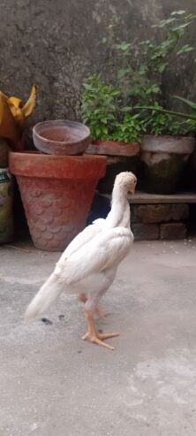 White O shamo aseel chicks