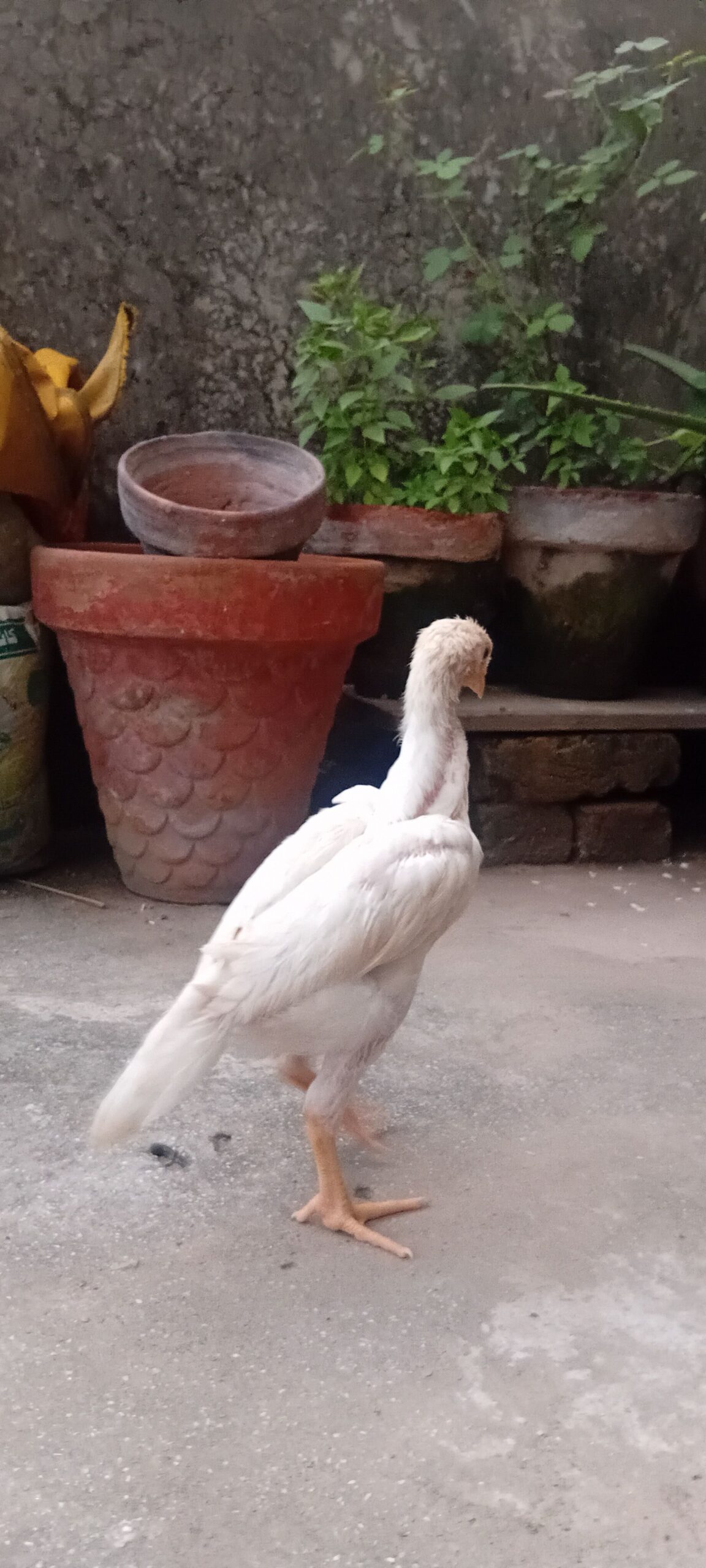 White O shamo aseel chicks