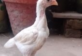 White O shamo aseel chicks