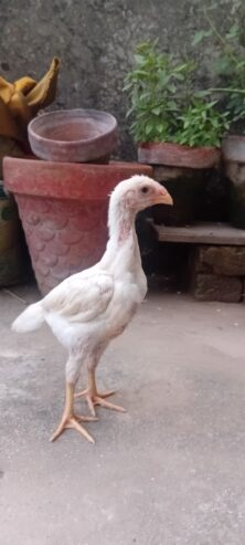White O shamo aseel chicks