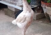 White O shamo aseel chicks