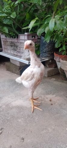 White O shamo aseel chicks