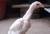 White O shamo aseel chicks