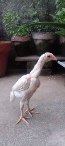 White O shamo aseel chicks