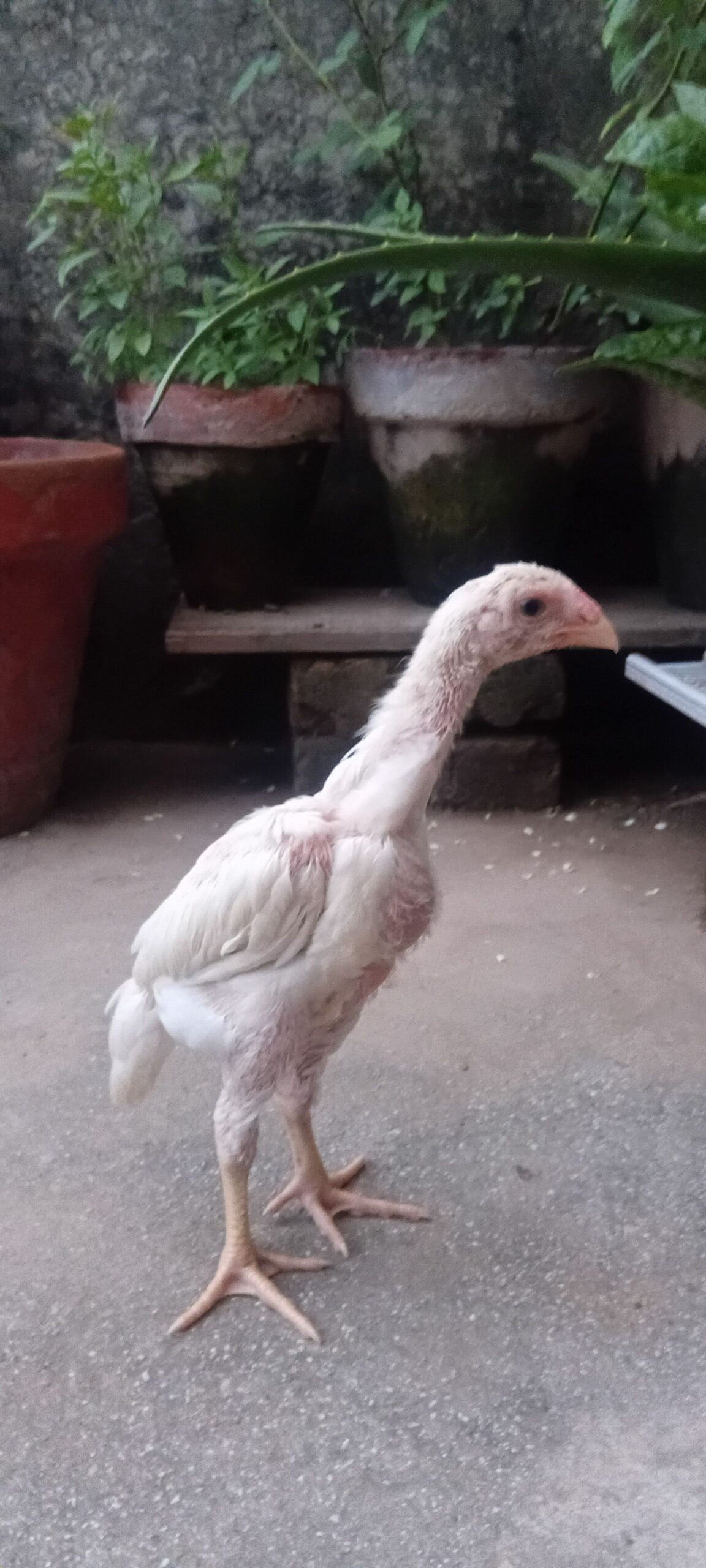 White O shamo aseel chicks
