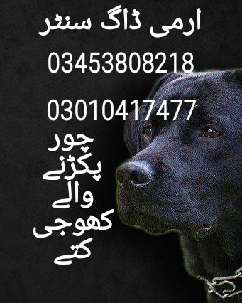 Army dog center 03453808218_03010417477