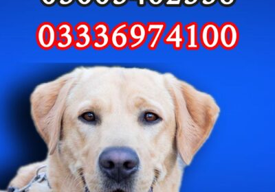 5d500f30-a45d-4841-bed7-4473aabf8abb