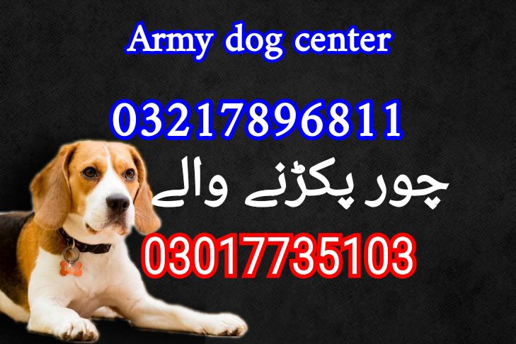 Army dog center sindh 03217896811_03017735103