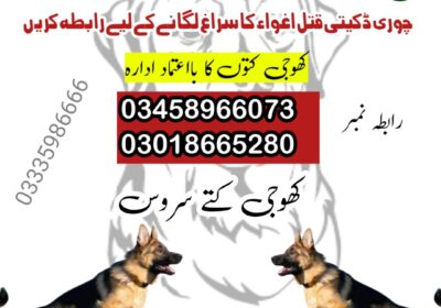 army-dog-center-03458966073-1