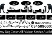 Army dog center Chakwal 03005373788