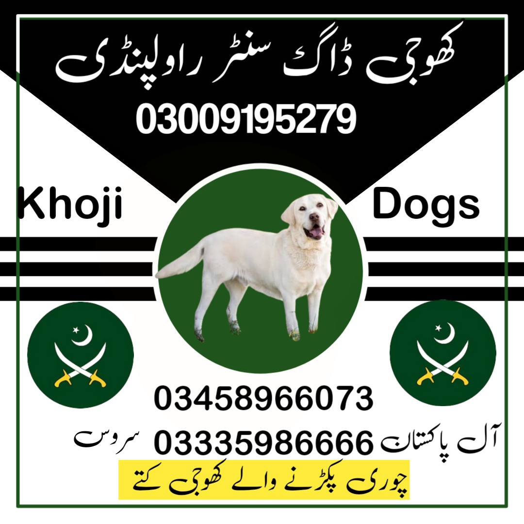 Khoji dog center Rawalpindi 03458966073 ( Khoji Kutta )