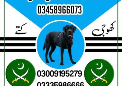 jui-design-پاکستان-post-square-1734712504182