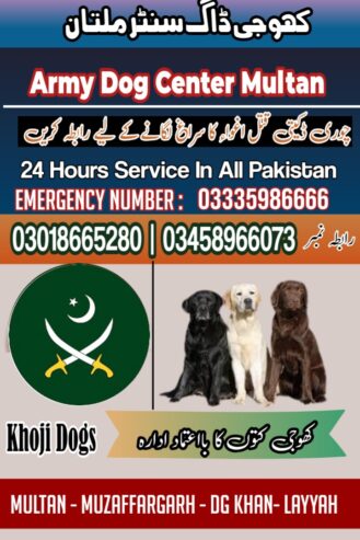 Army Dog Center Khanewal 0300537388 khoji dogs