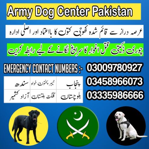 Army Dog Center Sargodha 03009195279 ( Khoji dogs )