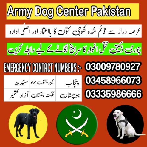 Army dog center 03009195279 ( khoji dog contact number )
