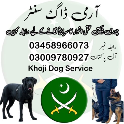 Army Dog Center Islamabad 03005373788